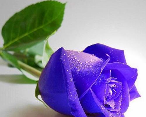 17朵玫瑰的寓意及象征意义（探索17朵玫瑰的深层含义）