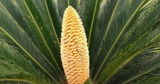 铁树的象征意义及其代表的深意（探寻铁树背后的神秘力量与内涵）