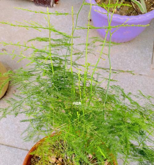 文竹的象征意义及其美学价值（展现生命力与坚韧的绿色之美）