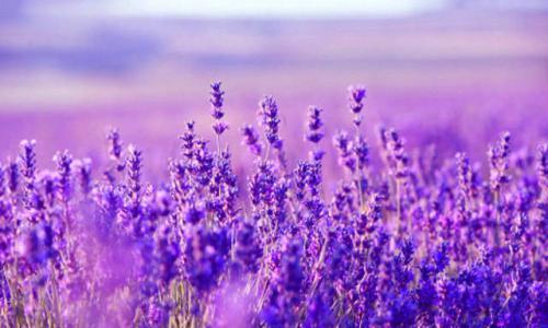 薰衣草花语大全（薰衣草的意义）