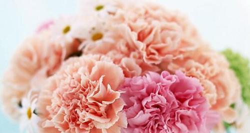 康乃馨花的寓意及象征意义（温馨爱情的象征与美好祝福）