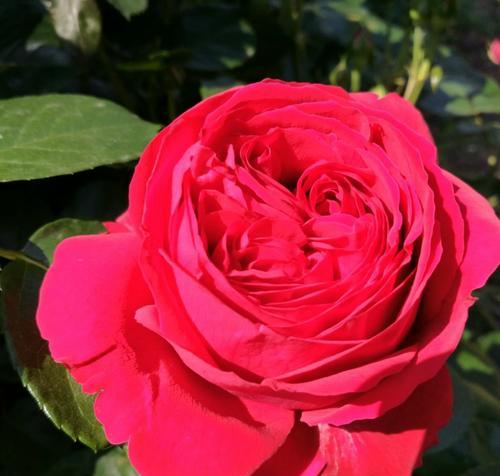 月季与玫瑰（纯真与浪漫的对话）