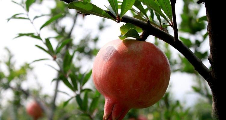 石榴（石榴的丰盛果实和独特寓意）