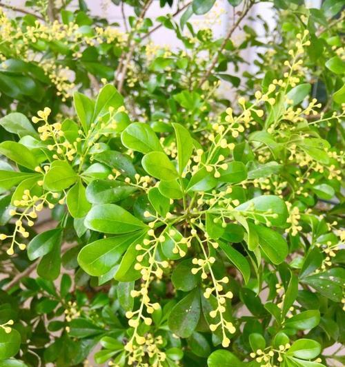 米兰花的花语特点(探索米兰花的花语之美)