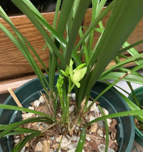 探索以春兰为代表的优秀品种(揭示春兰之美与独特)