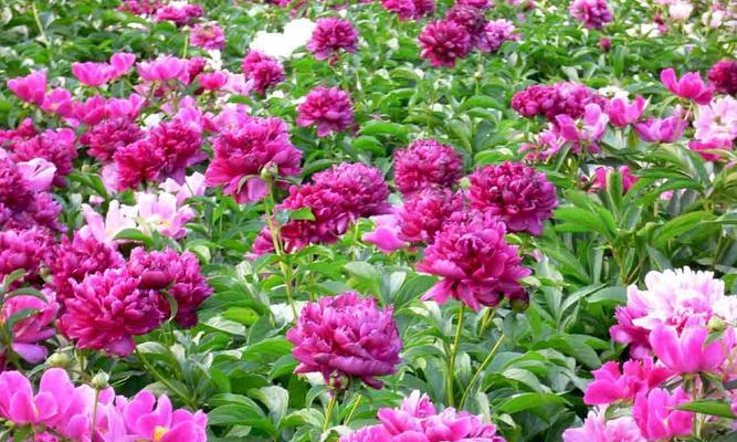 培育美丽芍药花开富饶人生(以芍药花语的养殖方法为主题)