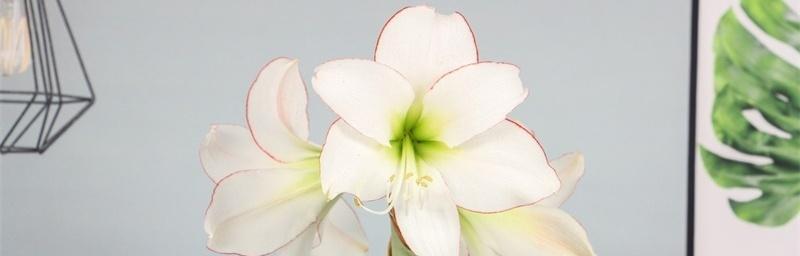 朱顶红花的花语和传说（探寻朱顶红的花语及传说）