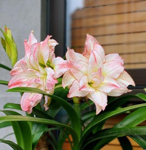 朱顶红花的花语和传说（探寻朱顶红的花语及传说）