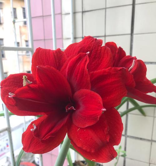 朱顶红花的花语和传说（探寻朱顶红的花语及传说）