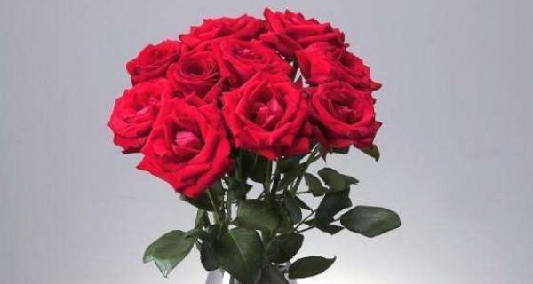 15朵玫瑰的花语与意义（深入了解每一朵玫瑰所代表的情感与象征）