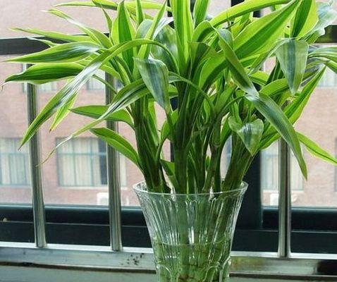 富贵竹的寓意与风水象征（摆放禁忌与风水学中的秘密）