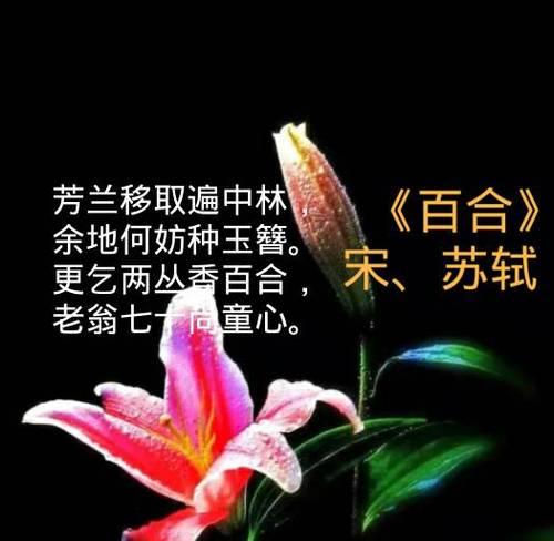 百合花（用花言巧语传递温馨情谊）