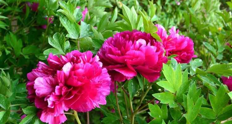 红牡丹的寓意与象征——繁花似锦，鲜艳夺目（热情奔放的花朵）