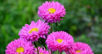菊花花语与其意义(揭示菊花的深意)