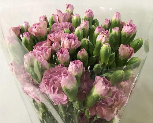 康乃馨花语的深意(康乃馨-爱与尊敬的象征)