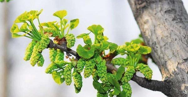 银杏树叶的寓意——永恒与变化（探寻银杏树叶的寓意与象征意义）