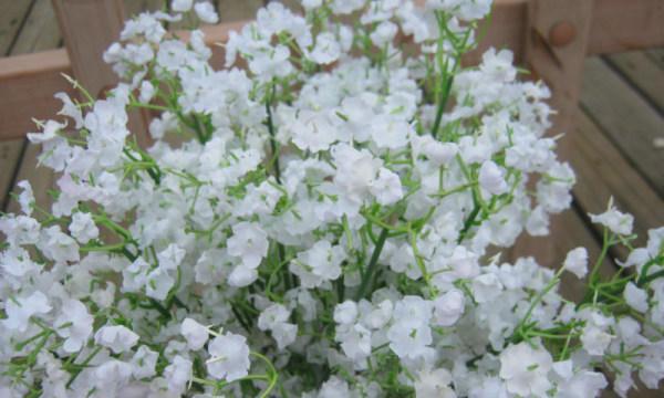 满天星的花语之美（色彩绽放）