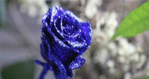 蓝色妖姬花语的深意（揭开蓝色妖姬花语的神秘面纱）