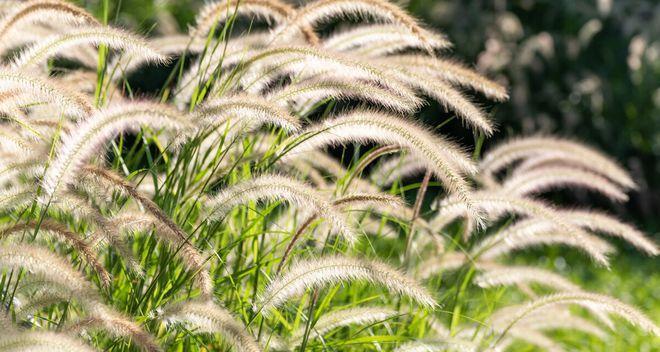 狗尾巴草花语（探索狗尾巴草的花语）