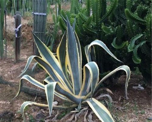 龙舌兰花语揭示的深层含义(探寻龙舌兰花语的神秘力量)