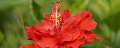 红花石蒜(探索红花石蒜花语之美)