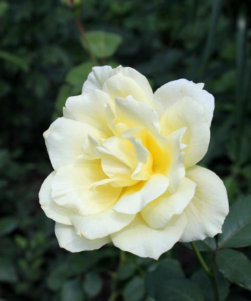 浪漫花语之魅力绽放（探索花朵背后的情感密码）