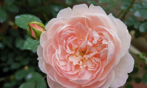 浪漫花语之魅力绽放（探索花朵背后的情感密码）