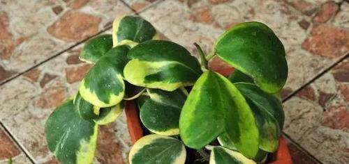 代表爱情的植物大揭秘(探寻爱情花语)