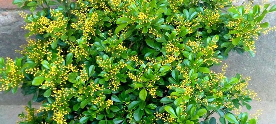 米兰花（探索米兰花的历史）