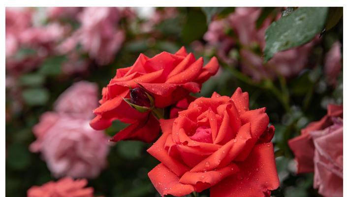 月季花的花语及意义解读(探索月季花的丰富象征含义)