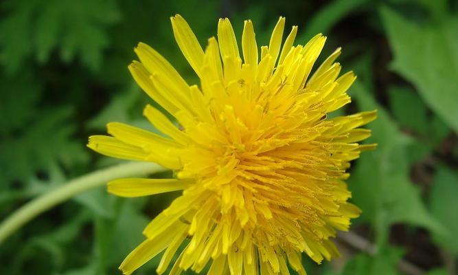 蒲公英——象征自由与坚韧的人（一朵小小的蒲公英）