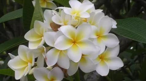 花开寄思念(用花语传递深情) 花开寄思念(用花语传递深情)