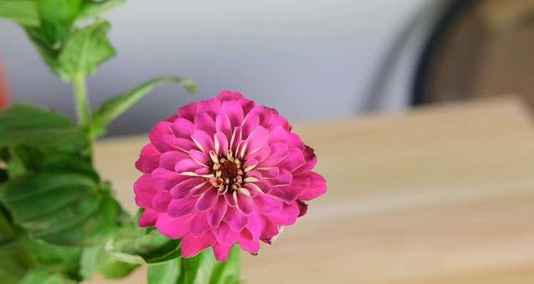 花开寄思念（用花语传递深情）
