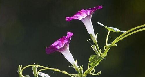 喇叭花的花语（喇叭花的花语解读及其背后的意义）