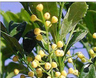 米兰花语（揭开花朵背后的秘密）