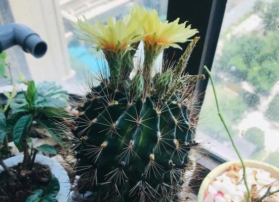 仙人球开花的寓意与兆头（探索仙人球开花的花语和象征意义）