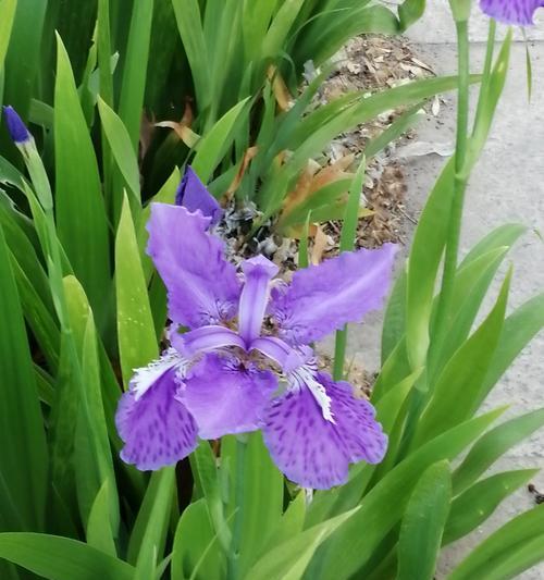 花语花（用花语传递友谊）