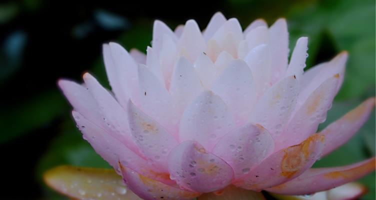 紫色睡莲的花语-神秘与梦幻（揭开紫色睡莲的背后花语）