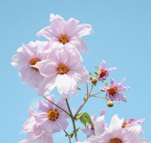 代表暗恋的花——情若花开（深情之间）