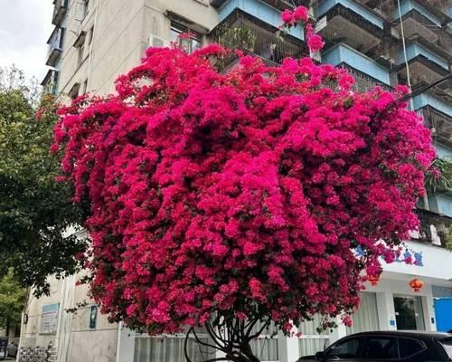 三角梅的寓意与象征意义——花开人生的奇迹（探寻三角梅的象征之路）