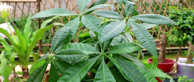 发财树的花语与寓意（揭示发财树所代表的财富与繁荣）