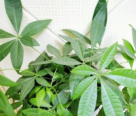 发财树的花语与寓意(揭示发财树所代表的财富与繁荣) 发财树的花语与寓意(揭示发财树所代表的财富与繁荣)