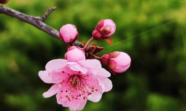 美人梅的花语——传递爱与美的语言（美人梅）