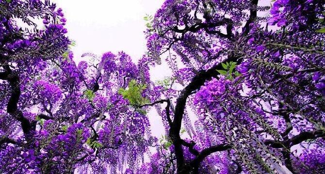 以夕雾花语之美——探寻花语背后的含义（揭示夕雾花语的神秘面纱）