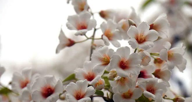 油桐花的花语及其意义（以油桐花的花语为主题的浪漫之旅）