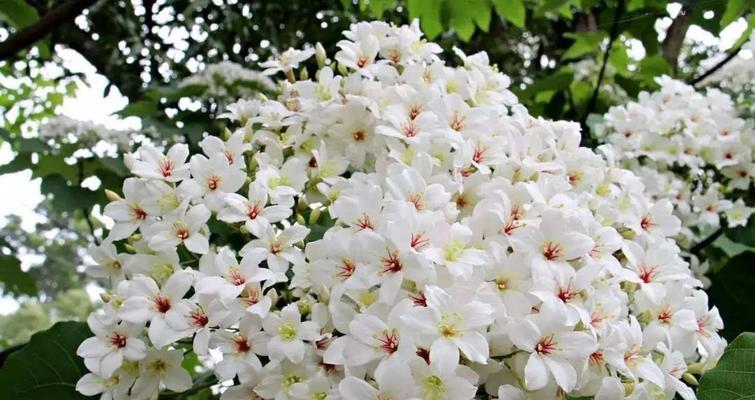 油桐花的花语及其意义(以油桐花的花语为主题的浪漫之旅) 油桐花的花语及其意义(以油桐花的花语为主题的浪漫之旅)