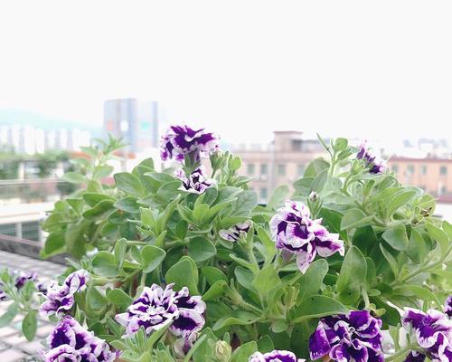 重瓣矮牵牛花的花语与美丽魅力（揭开重瓣矮牵牛花的花语之谜）