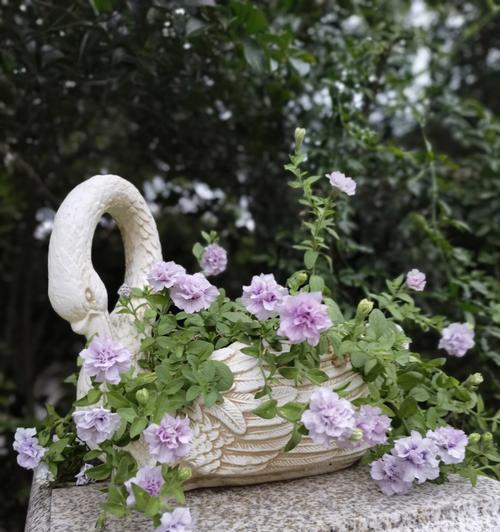 重瓣矮牵牛花的花语与美丽魅力（揭开重瓣矮牵牛花的花语之谜）