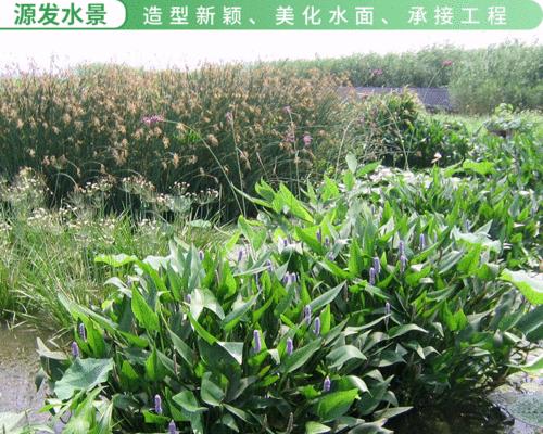 梭鱼草花语-传递美丽与勇气的力量（花开繁盛的底色）