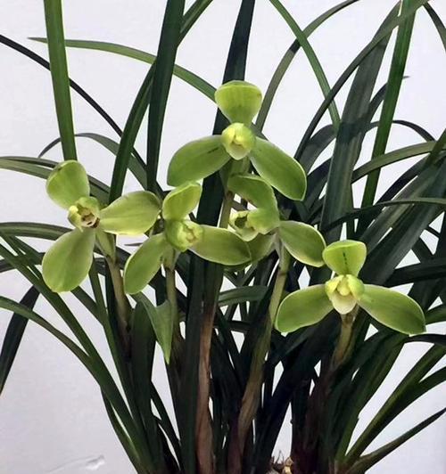 高洁之花(探索自然界中的高洁象征)_花植网